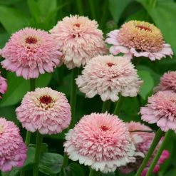 Zinnia Elegans Zinderella Lilac | Approx 20 Seeds