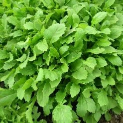 Rocket Wasabi (PBR) | Approx 500 Seeds