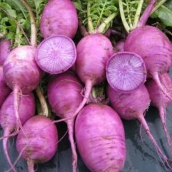 Radish Bluemoon | Approx 250 Seeds