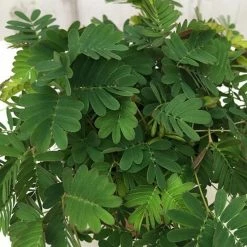 Mimosa Pudica | Approx Seeds