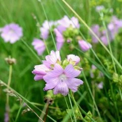 Malva Moschata | Approx 50 Seeds