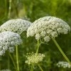 Daucus Carota | Approx 200 Seeds