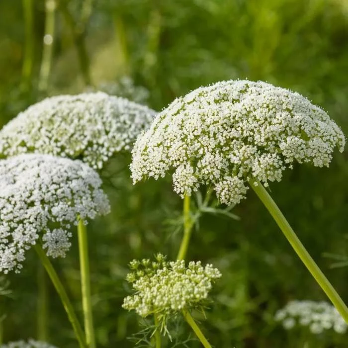 Daucus Carota | Approx 200 Seeds 1 Daucus Carota | Approx 200 Seeds