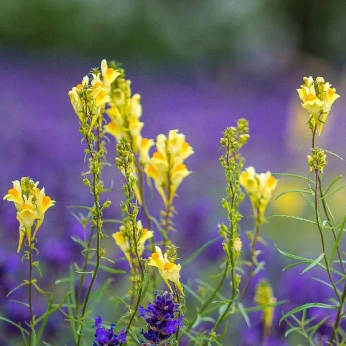 Linaria Vulgaris | Approx 150 Seeds 1 Linaria Vulgaris | Approx 150 Seeds