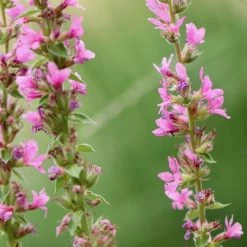 Lythrum Salicaria | Approx 250 Seeds