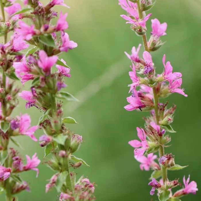 Lythrum Salicaria | Approx 250 Seeds 1 Lythrum Salicaria | Approx 250 Seeds