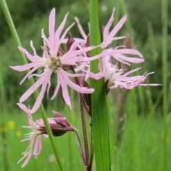Lychnis Flos-cuculi | Approx 1000 Seeds