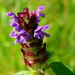 Prunella Vulgaris | Approx 100 Seeds