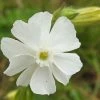 Silene Latifolia | Approx 500 Seeds