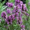 Stachys Officinalis | Approx 150 Seeds
