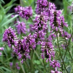Stachys Officinalis | Approx 150 Seeds