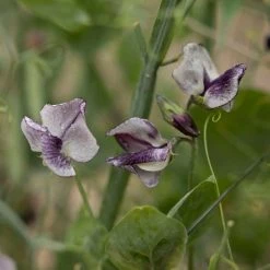 Lathyrus Odoratus Nimbus | Approx 20 Seeds