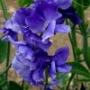 Lathyrus Odoratus Top Hat | Approx 20 Seeds