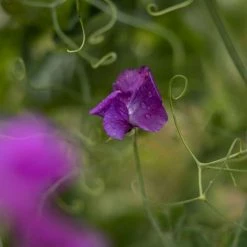 Lathyrus Odoratus Eclipse | Approx 20 Seeds