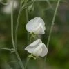 Lathyrus Odoratus Dorothy Eckford | Approx 20 Seeds
