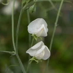 Lathyrus Odoratus Dorothy Eckford | Approx 20 Seeds