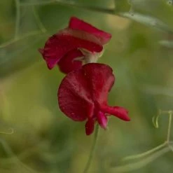 Lathyrus Odoratus Winston Churchill | Approx 20 Seeds