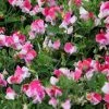 Lathyrus Odoratus Var. Nanellus Pink Cupid | Approx 20 Seeds