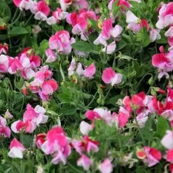 Lathyrus Odoratus Var. Nanellus Pink Cupid | Approx 20 Seeds