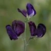 Lathyrus Odoratus Almost Black | Approx 20 Seeds