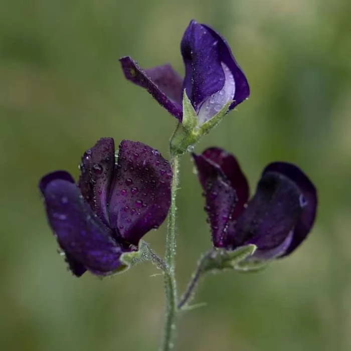 Lathyrus Odoratus Almost Black | Approx 20 Seeds 1 Lathyrus Odoratus Almost Black | Approx 20 Seeds