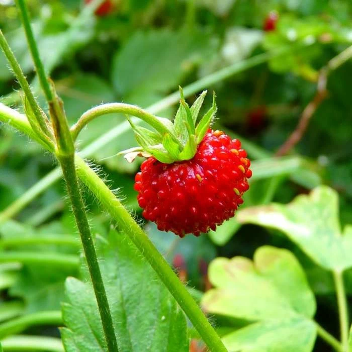 Musk Strawberry | Approx 50 Seeds 1 Musk Strawberry | Approx 50 Seeds