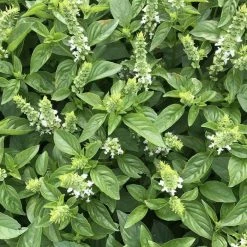 Ocimum Basilicum Mrs Burns' Lemon | Approx 250 Seeds