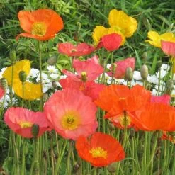 Papaver Nudicaule | Approx 300 Seeds