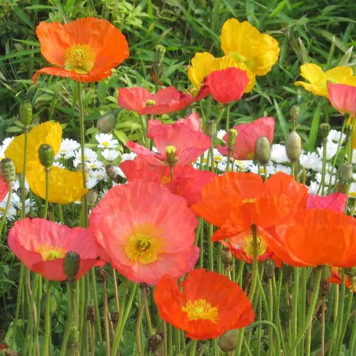 Papaver Nudicaule | Approx 300 Seeds 1 Papaver Nudicaule | Approx 300 Seeds