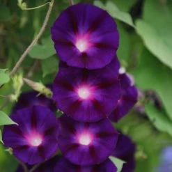 Ipomoea Purpurea Grandpa Ott | Approx 30 Seeds