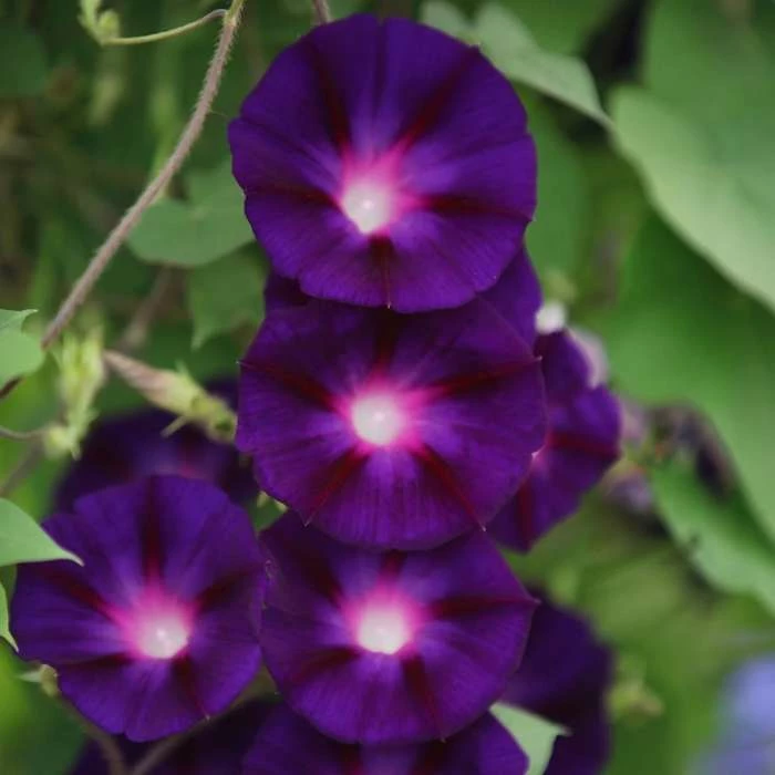 Ipomoea Purpurea Grandpa Ott | Approx 30 Seeds 1 Ipomoea Purpurea Grandpa Ott | Approx 30 Seeds