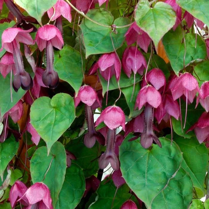 Rhodochiton Atrosanguineus | Approx 10 Seeds 1 Rhodochiton Atrosanguineus | Approx 10 Seeds