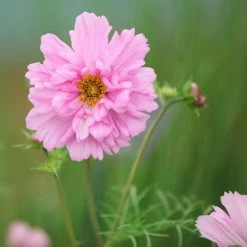 Cosmos Bipinnatus Double Click Rose Bonbon (Double Click Series) | Approx 75 Seeds