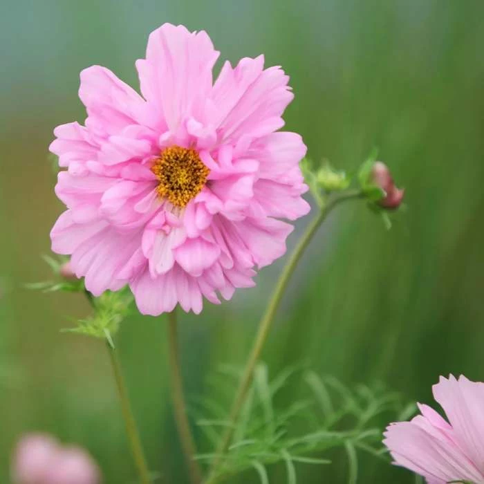 Cosmos Bipinnatus Double Click Rose Bonbon (Double Click Series) | Approx 75 Seeds 1 Cosmos Bipinnatus Double Click Rose Bonbon (Double Click Series) | Approx 75 Seeds