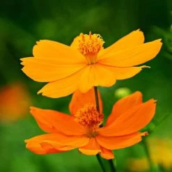 Cosmos Sulphureus Bright Lights Mixed | Approx 100 Seeds
