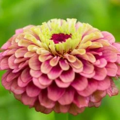 Zinnia Elegans Queen Lime Red (Queen Series) | Approx 20 Seeds