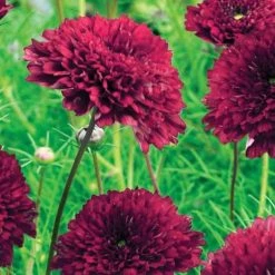 Cosmos Bipinnatus Double Click Cranberries (Double Click Series) | Approx 60 Seeds