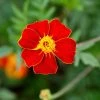 Tagetes Patula Burning Embers | Approx 50 Seeds