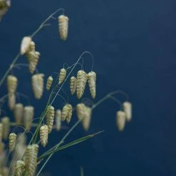 Briza Maxima | Approx 225 Seeds