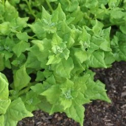 New Zealand Spinach | Approx 50 Seeds