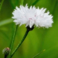Centaurea Cyanus White Ball | Approx 300 Seeds