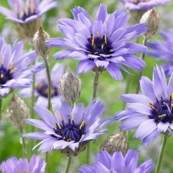 Catananche Caerulea | Approx 50 Seeds