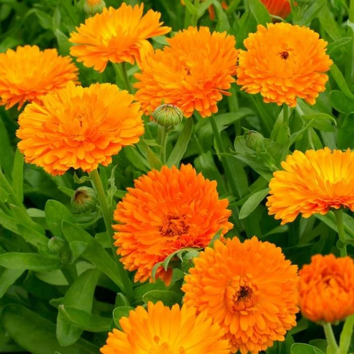 Calendula Officinalis Orange King | Approx 150 Seeds 1 Calendula Officinalis Orange King | Approx 150 Seeds
