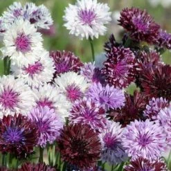 Centaurea Cyanus Classic Magic | Approx 100 Seeds
