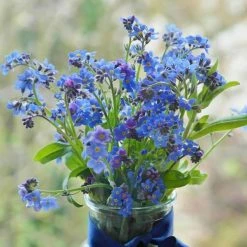 Myosotis Sylvatica Ultramarine | Approx 175 Seeds