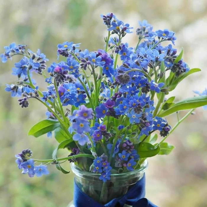 Myosotis Sylvatica Ultramarine | Approx 175 Seeds 1 Myosotis Sylvatica Ultramarine | Approx 175 Seeds