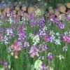 Linaria Maroccana Fairy Bouquet Group | Approx 650 Seeds