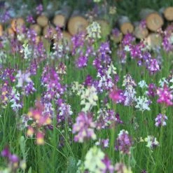 Linaria Maroccana Fairy Bouquet Group | Approx 650 Seeds