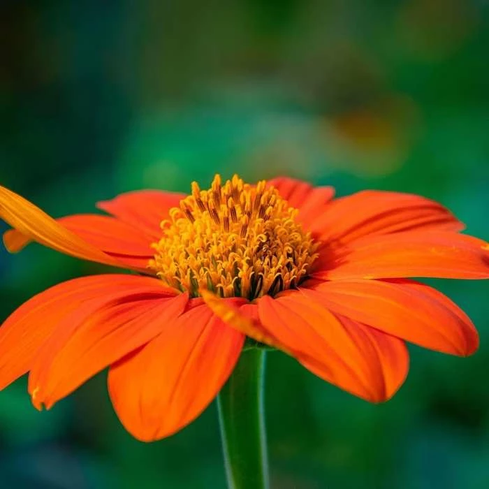 Tithonia Rotundifolia Torch | Approx 100 Seeds 1 Tithonia Rotundifolia Torch | Approx 100 Seeds