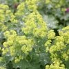 Alchemilla Mollis | Approx 75 Seeds